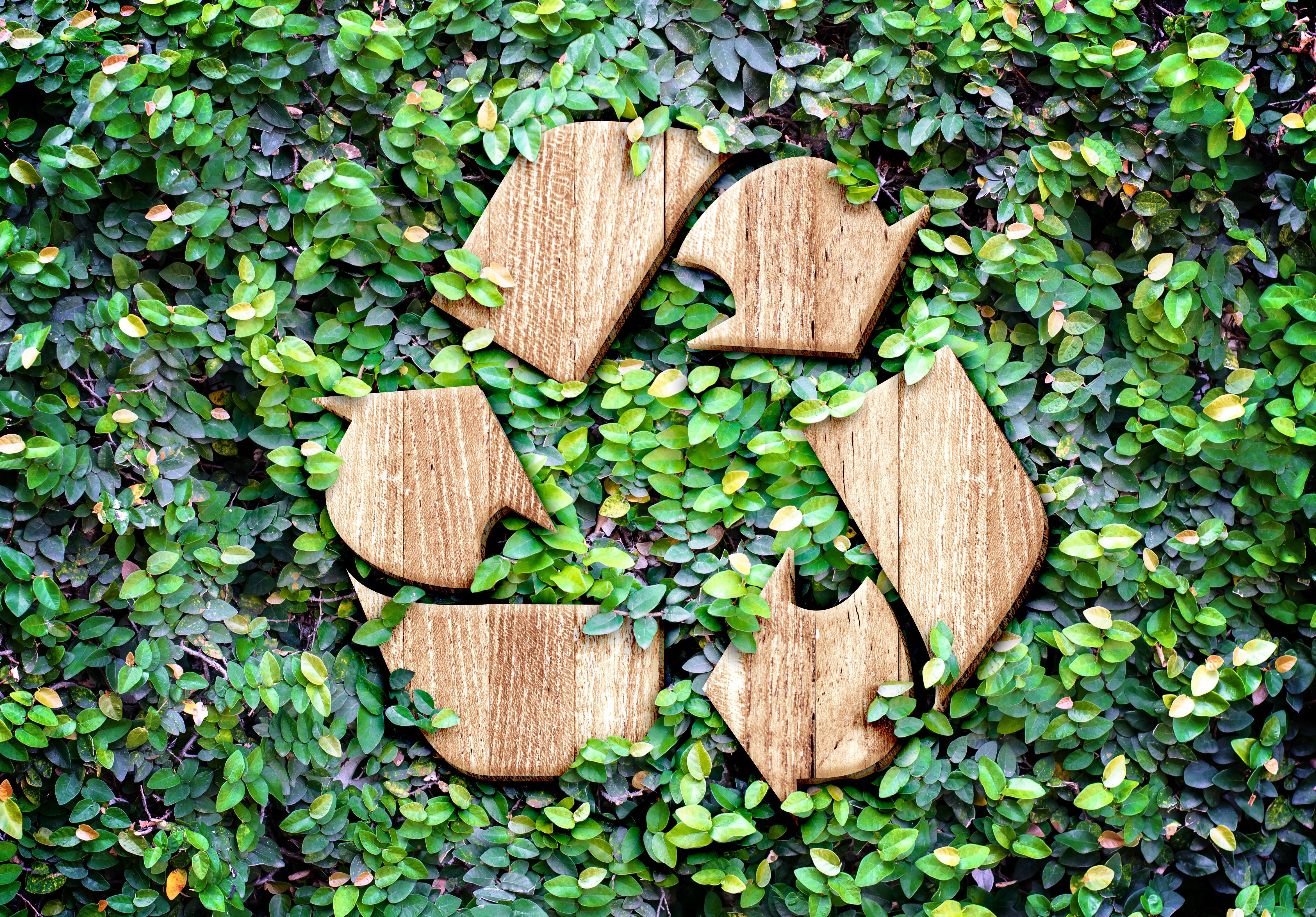 Eco concept :Wood texture Recycle icon on green leaves wall.